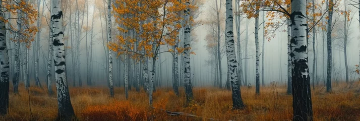 Fototapeten Autumn birch forest, beautiful landscape. Birch tree forest © Lubos Chlubny
