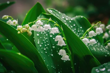 Möbelaufkleber White lily of the valley flowers. Convallaria majalis forest flowering plant with raindrops. © Lubos Chlubny