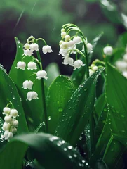 Foto auf Alu-Dibond Beautiful white flowers lilly of the valley in rainy garden. Convallaria majalis woodland flowering plant. © Lubos Chlubny