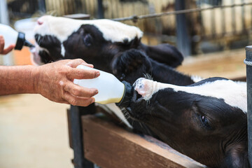 Bottle-feed a calf at a dairy farm