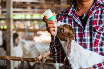 A baby goat is drinking milk from a bottle. Feeding milk from a bottle on a small rural farm