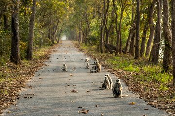 wild Terai gray langur or Semnopithecus hector family roadblock on safari track playful babies in...