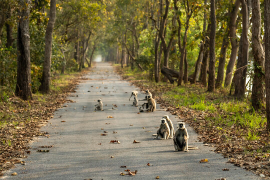 wild Terai gray langur or Semnopithecus hector family roadblock on safari track playful babies in scenic trail chuka eco tourism spot pilibhit national park forest or tiger reserve uttar pradesh india