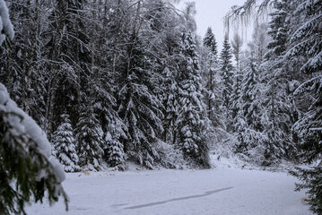 beautiful snowy forest. footpath through the snow-covered grove