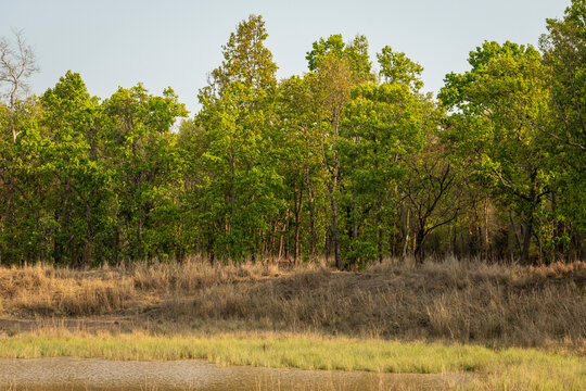 landscape of bandhavgarh national park and wild male tiger resting or camouflage in grass or grassland near water body pond and in background long tall green sal trees in forest madhya pradesh india
