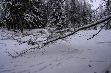 beautiful snowy forest. footpath through the snow-covered grove
