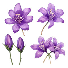 purple flower vector illustration isolated on white background