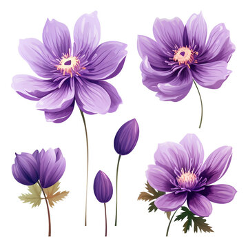 purple flower vector illustration isolated on white background