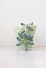 Obraz na płótnie Canvas Cute little succulent with long lush leaves in a geometrical mintgreen pastel-colored plant pot.