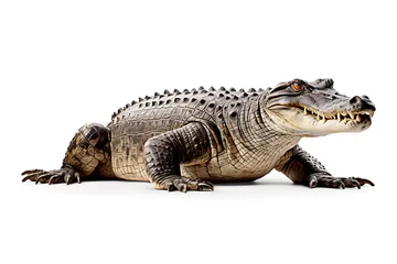 Foto op Canvas Large scale image of big crocodile isolated on white background © Bonsales