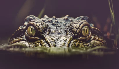 Foto op Plexiglas Big green eyes on large scale crocodile head looking with aggression from underwater © Bonsales