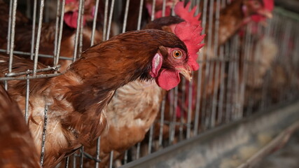 close up of a rooster
