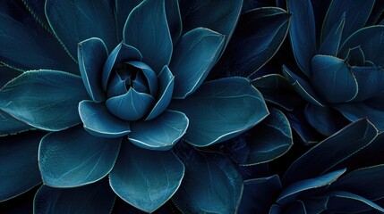 Abstract Agave plant floral pattern Dragon tree, blue fox tail agave Floral green pattern top view. Toned image with trend color of this year Classic blue - obrazy, fototapety, plakaty