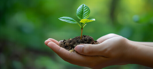 Hands nurturing a young plant, symbolizing growth and care for nature in isolated surroundings