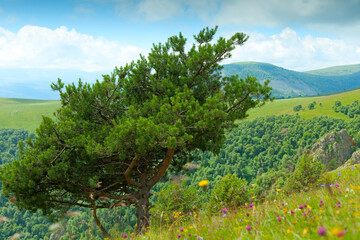 Fototapeta na wymiar Pine tree at rhe Shadzhatmaz mountain plateau in Kabardino-Balkarian Republic, Caucasus Mountains