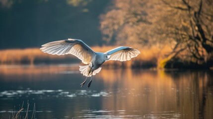 Bird flying by the lake 
