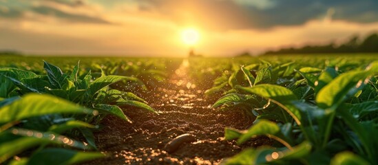 Sunset over a field of young tobacco plants. Agricultural landscape. - obrazy, fototapety, plakaty