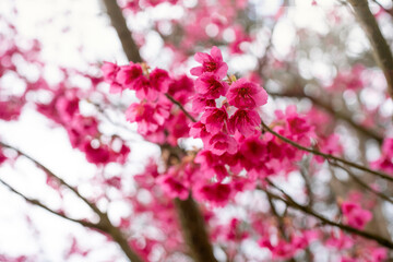 pink cherry blossom in spring