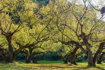 Fototapeta premium Growing Chinese Plum in Royal Project Garden Chiangmai.
