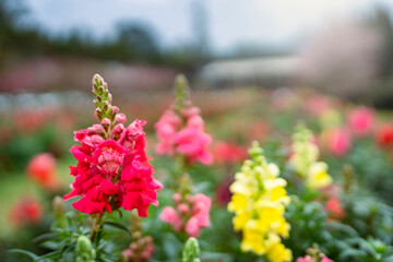 red and white flowers