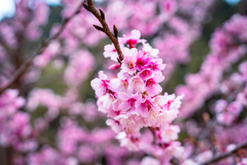 pink and white lilac flowers