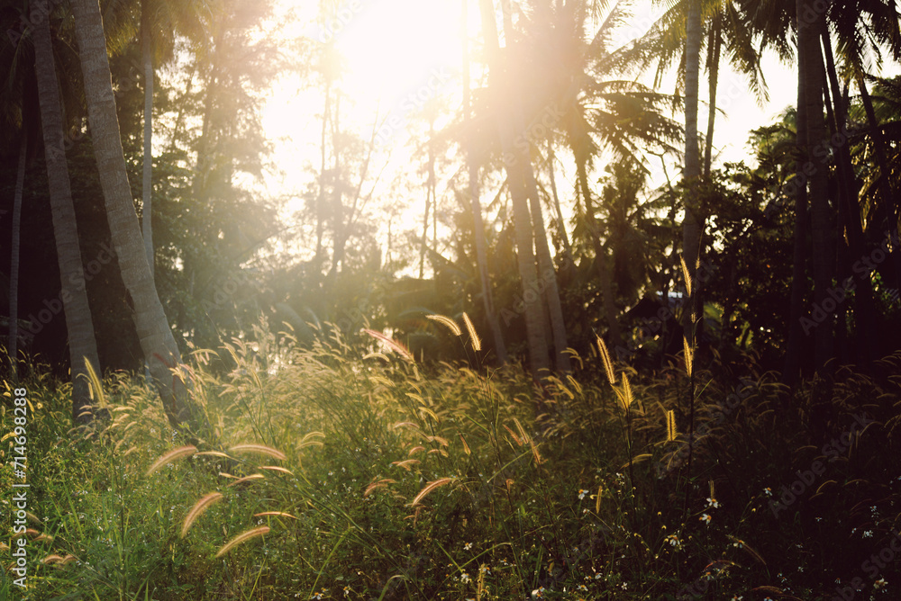 Wall mural sunlight in the forest