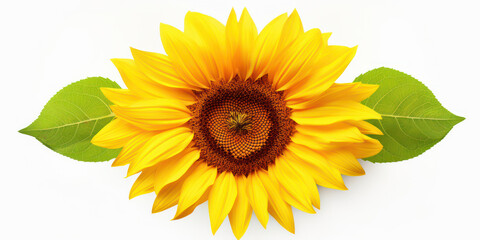 Naklejka premium Bright Blossom: A Vibrant Macro Close-up of a Yellow Sunflower in Nature's Beauty