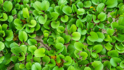 Green Leaves Growing in the Sand