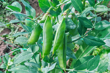Ripe pea pods among the leaves. Garden harvest in the village.