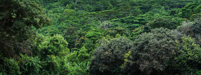 Tropical Forest in Seychelles 