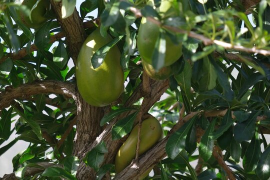 Close up of fruits of Crescentia cujete, commonly known as the calabash tree. It were met on La Gomera, Canary Islands, Spain
