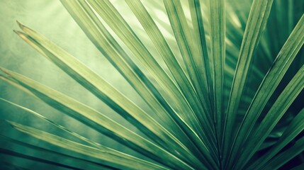 Obraz premium Striped of palm leaf, Abstract green texture background. Palm leaves light green background