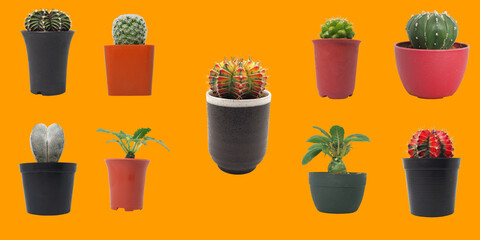 Isolated variues cactus pot on orange background