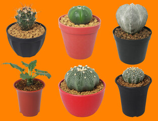 Isolated variues cactus pot on orange background