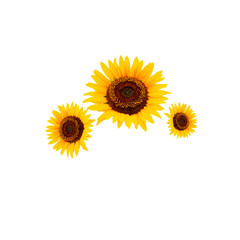 Three sunflowers are isolated on a white background. cute yellow flowers.