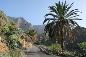 Fototapeta na wymiar Beautiful scenery of asphalt road with palms and hiking people around town Hermigua in mountains on misty day on La Gomera, Canary Islands, Spain