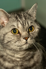 a gray cat sleeps on the sofa.