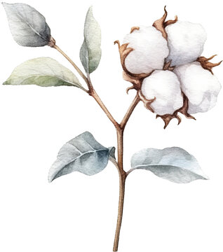 Cotton plant isolated on transparent background. PNG