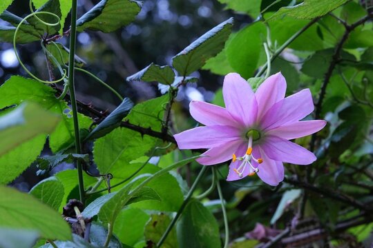Close up of flower of Passiflora tripartita (Banana Passionfruit, Passiflora mollissima), also called curuba, tumbo, curuba de Castilla and tumbo serrano. It is met on La Gomera, Canary Islands, Spain
