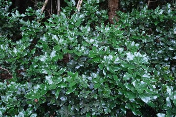 Close-up of bay leaves growing on a tree. Garajonay National Park with with the world's largest, ancient laurel forest, on UNESCO list in La Gomera, Canary Islands, Spain