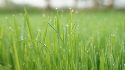 Closeup Shot of Morning Dew on Rice Sapling Leaves. drops of dew on the tip of the grass in the morning
