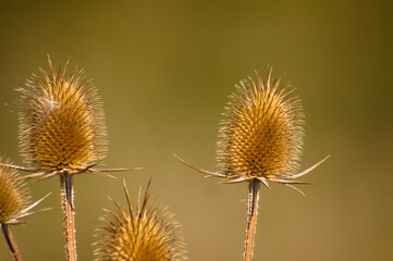 Closeup of brown dried cutleaf teasel seeds with green brown blurred background
