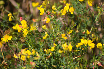 Obraz premium Closeup of common bird's foot trefoil flowers with selective focus on foreground.Lotus
