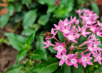 A honey bee pollinating at the Pentas lanceolata flower in the garden