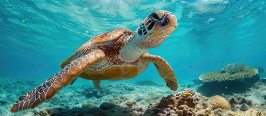 Foto op Canvas Sea Turtle searches for food on ocean currents in Ningaloo Reef, Western Australia. © 2rogan