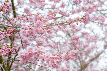 Obraz premium sakura blossom wallpaper spring time 