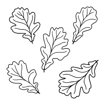 Set of vector silhouettes of a realistic shape of oak leaves