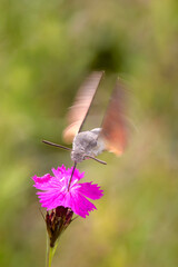Hummingbird hawk-moth - Macroglossum stellatarum -  with Carthusian pink - Dianthus carthusianorum