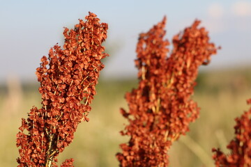 Sorrel seeds stand on the stem and fall to the ground in autumn on a sunny day