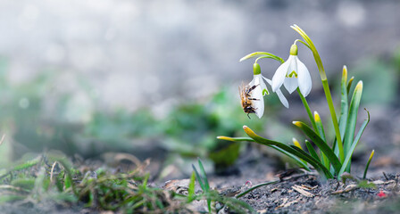 honey bee collects nectar from snowdrops. snowdrops Honey. White snowdrop flower in spring in the forest Close-up - obrazy, fototapety, plakaty